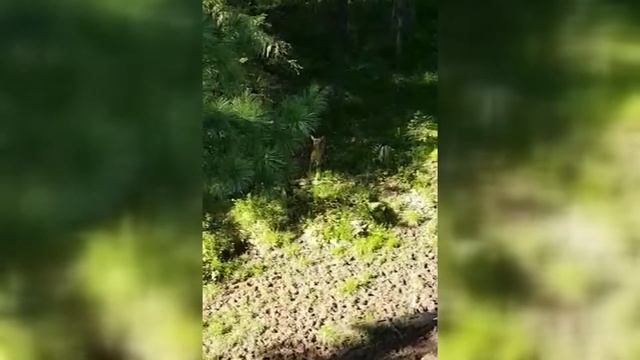 Охота на косулю с лабаза SCORPIO смотреть онлайн