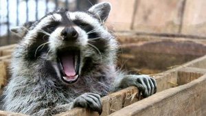 Когда животные смеются