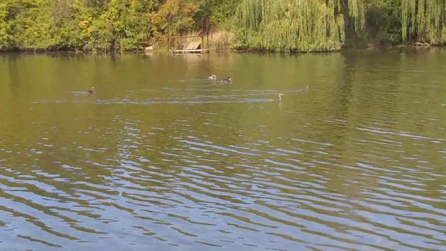 Ставок донецкого ботанического сада 16.09.2021 смотреть онлайн