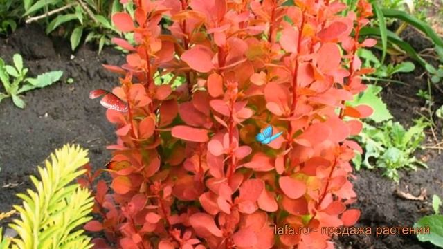 Барбарис тунберга Оранж Рокет ? обзор: как сажать, саженцы барбариса Оранж Рокет смотреть онлайн