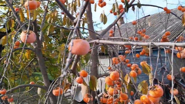 Хурма Россиянка после перегруза урожаем. смотреть онлайн