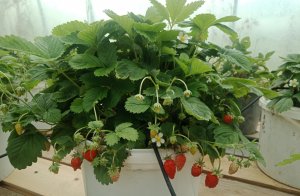 Рассада земляники Барон Солемахер 2023 год.