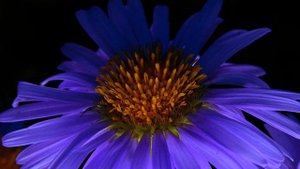 Mesmerizing Macro Video of Blue Asters in 4K | Stunning Macro Photography