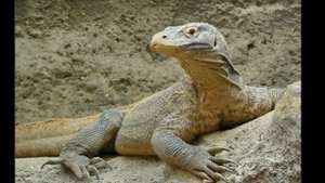 Восточный японский гороскоп Год Дракона Знаки Зодиака.