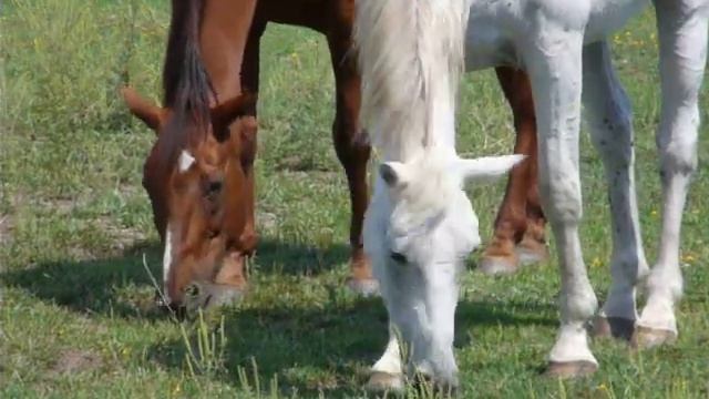 FZ18 смотреть онлайн