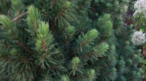 Хвойные в саду/ Обзор сортов/ Уход в течение сезона