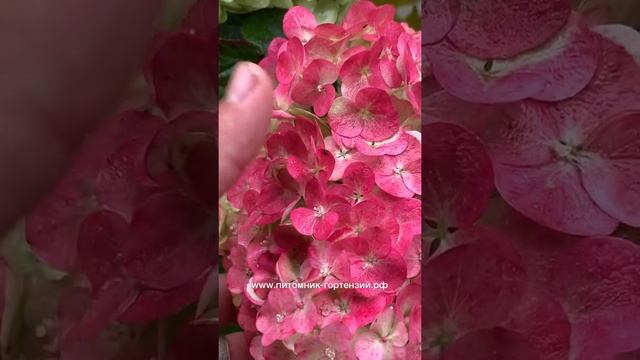 Самарская Лидия хит лета 2021 Exlusive 2021-2022 смотреть онлайн