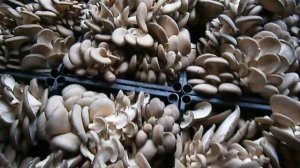 Как зарабатывать на выращивании грибов. Урожай гриба Вешенка.