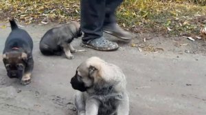 Алабаи щенки 1 месяц, из питомника Кара Юлдуз