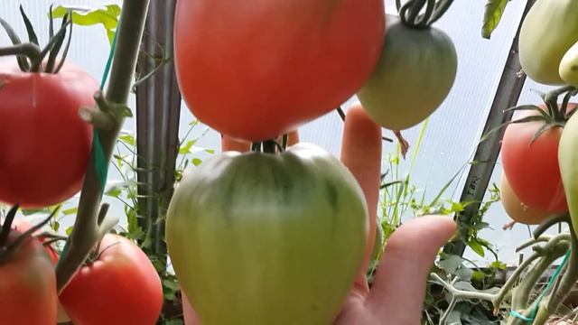 Обзор сортов томатов//Юбилейный Тарасенко и Орлиный клюв//17 июля. смотреть онлайн