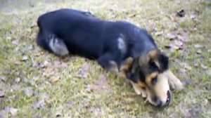 Собака грызет кость