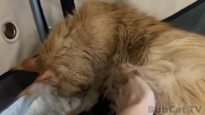 РОДЫ МЕЙН-КУНА МЕЛИССЫ / Бессонная ночь с кошкой