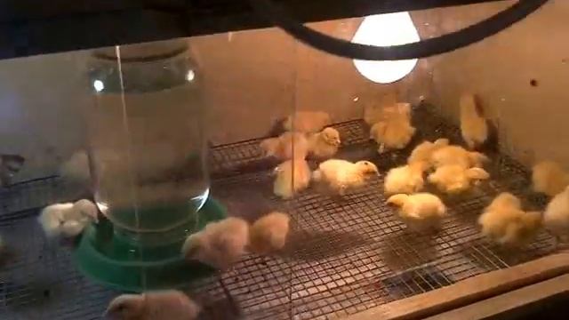 Перепела Техасский белый 1 неделя смотреть онлайн