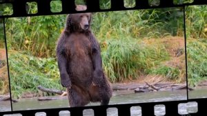 Медведь. Интересно о хозяине леса. А ты это знаешь? Окружающий мир.