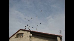 Николаевские голуби Сергея Родионова (Нужен совет...). Волгоград. Часть 75