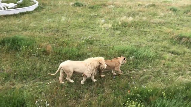 Белый лев всегда со своей львицей Воспоминания о парке львов "Тайган" смотреть онлайн
