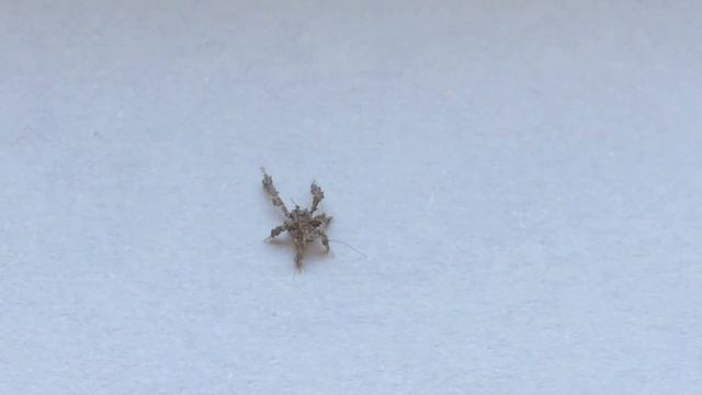 Новороссийск| ЧТО ЭТО ЗА НАСЕКОМОЕ?? смотреть онлайн