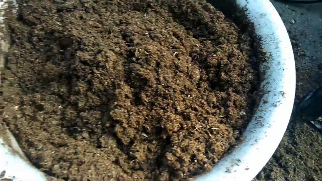 ПЕТУНИИ от ПОСЕВА до ВСХОДОВ смотреть онлайн