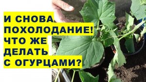 Снова идёт похолодание! Что же делать с огурцами?