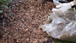 Почему нужно сделать мульчирование на своем участке? Плюсы мульчирования для сада