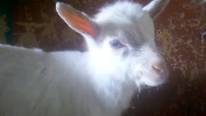 Ребяткам о козлятах. Как кушают козлята.