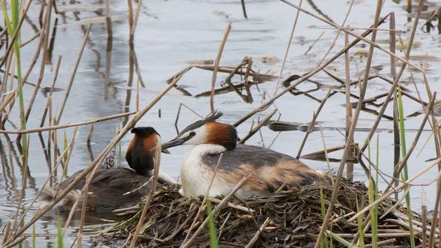 Чомги 170416 1к в Царицыно  Panasonic G80 4K25fps 25 смотреть онлайн