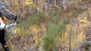 Уход за Лесными культурами