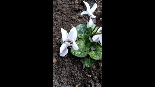 Новый год, а он цветет.mp4 смотреть онлайн