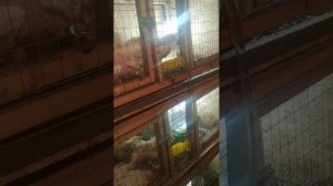 СУПЕР ПОИЛКИ ДЛЯ ЦЫПЛЯТ - БРОЙЛЕРОВ ИЗ ПЛАСТИКОГО ВЕДРА!!!