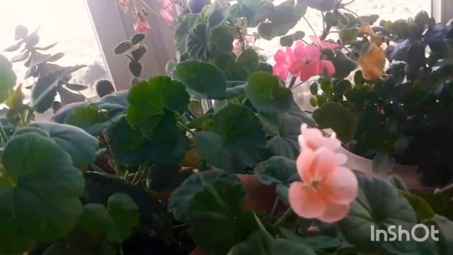 Geranlara qulluğun sirrləri.Tetbiq edin 👉 neticeni görün👍#geranlaraqulluq#etirşahgulu#balva#kesvet смотреть онлайн