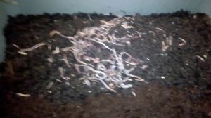 Дендробена расселение.