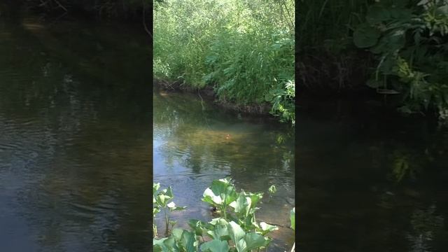 1480 Удочка Поплавок Тайга #дмитрийяков #рыбалка #тайга #fishing #выживалово #охота #hunting #лес