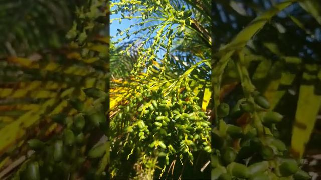 Stunning Robellini Palm Nuts Glistening in the Florida Breeze