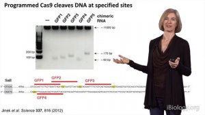 Jennifer Doudna (UC Berkeley / HHMI): Genome Engineering with CRISPR-Cas9