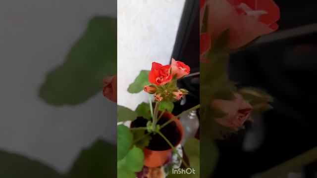 Пеларгония. Полив, обрезка, освещение, удобрения. И ещё  интересное про уход.🪴 смотреть онлайн