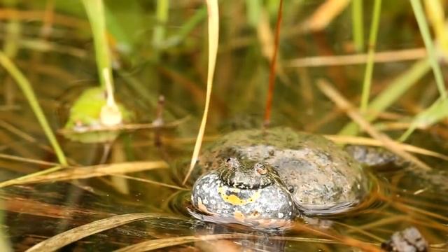 Самые ядовитые животные России. Пауки, змеи, скорпионы, жуки смотреть онлайн