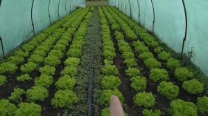 Выращивание салата, осень.