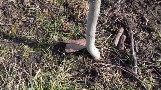 Орех не Идеал. Как обманывают продавцы саженцев. Обзор орехового сада смотреть онлайн