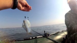 Бешеный клев селедки! Ловля селедки и кефали на черном море