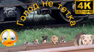 Голод не тетка пирожок не даст