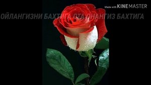 ГУЗАЛ ОПА ТУГУЛГАН КУНИНГИЗ МУБОРАК БУЛСИН