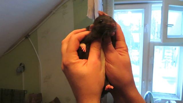 В гостях у Умочки и Дэночки! 😂 Как Умка папу узнавала, и крысоводы. 🐭 (Fansy Rats | Wild Rats ) 🐭 смотреть онлайн