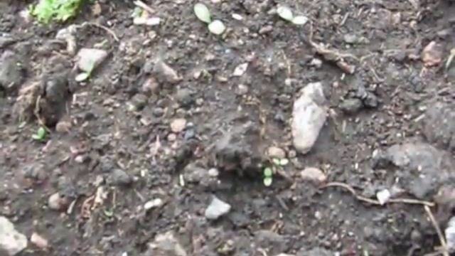 СМОТРИМ ЧТО ПРОИЗОШЛО С СЕМЕНАМИ ПЕТУНИИ , ПОСЕЕНЫМИ ПОД ПЛЁНКУ... смотреть онлайн