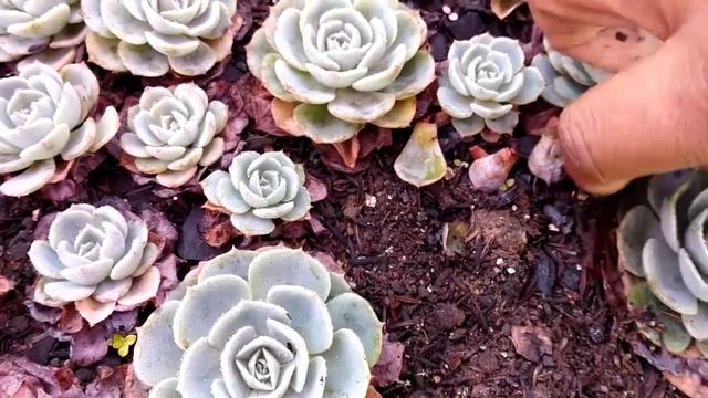 Echeveria Glauca cleaning removing dry leaves and tips смотреть онлайн