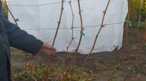 Осеняя обрезка 4 летнего куста винограда.