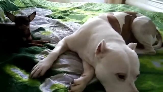 Питбуль и той- лучшие друзья! смотреть онлайн