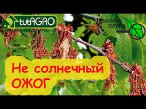 Ожоги ветвей, но не солнечные! Самая опасная болезнь вишни, черешни и абрикоса. Видео с браком.