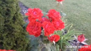 Красная  роза сорта " Ред Интуишн ", " Red Intuition " rose.