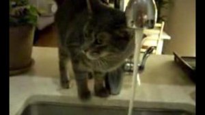 Кот оригинально пьющий воду.