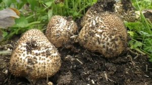 Spitzschuppiger Stachelschirmling (Lepiota aspera) im Zeitraffer